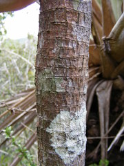 Brunfelsia splendida