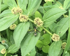 Polybia occidentalis bohemani