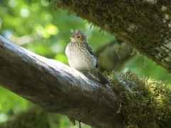 Passeriformes