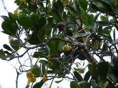 Brunfelsia splendida