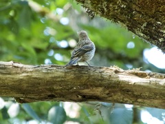 Passeriformes