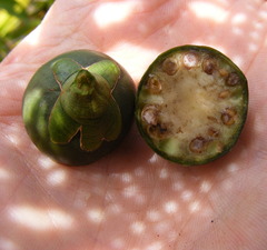 Brunfelsia splendida
