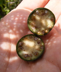 Brunfelsia splendida