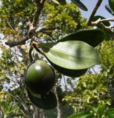 Brunfelsia splendida