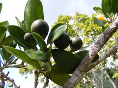 Brunfelsia splendida
