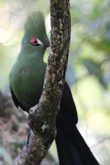 Tauraco persa buffoni