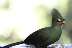 Tauraco persa buffoni