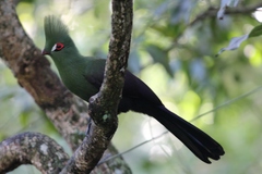 Tauraco persa buffoni