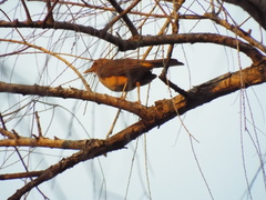 Turdus grayi