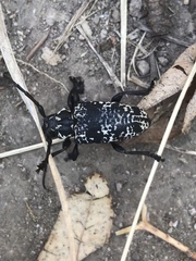 Acanthoderes funeraria