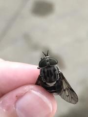 Tabanus superjumentarius