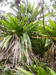Vriesea gibba