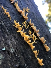 Calocera sinensis
