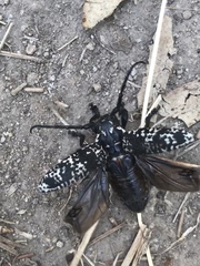 Acanthoderes funeraria