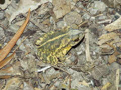 Incilius nebulifer