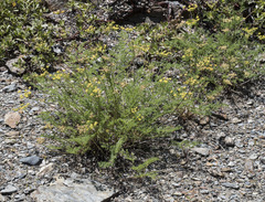 Cymopterus terebinthinus californicus