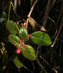 Columnea grisebachiana