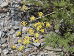 Cymopterus terebinthinus californicus