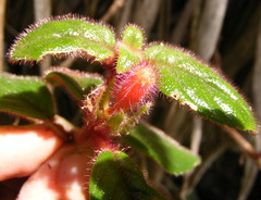 Columnea grisebachiana