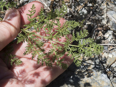 Cymopterus terebinthinus californicus