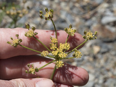 Cymopterus terebinthinus californicus