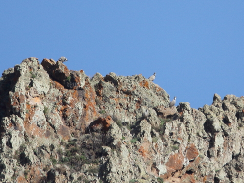 Caspian Snowcock (Tetraogallus caspius), photo 7