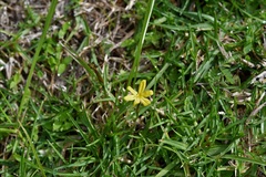 Sisyrinchium angustissimum