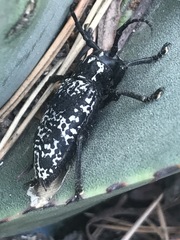 Acanthoderes funeraria