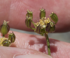 Cymopterus terebinthinus californicus