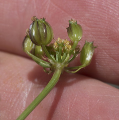 Cymopterus terebinthinus californicus