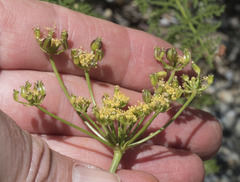 Cymopterus terebinthinus californicus
