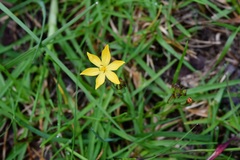 Sisyrinchium angustissimum