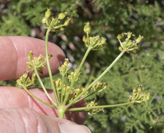 Cymopterus terebinthinus californicus