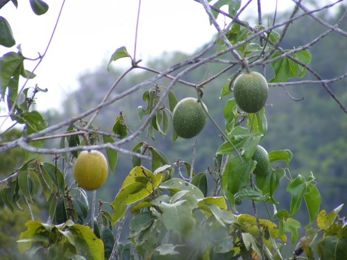 Duppy Gourd