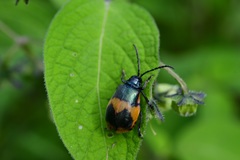 Monocesta ducalis