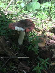 Russula mexicana