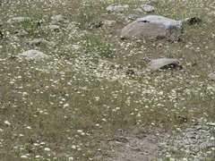 Perideridia parishii