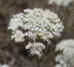 Perideridia parishii