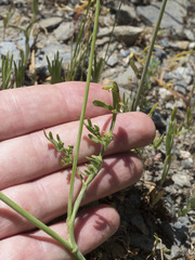 Perideridia parishii