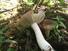 Russula mexicana