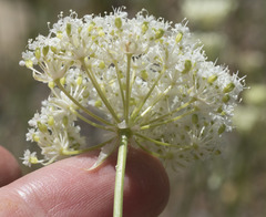 Perideridia parishii