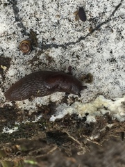 Euconulus fulvus