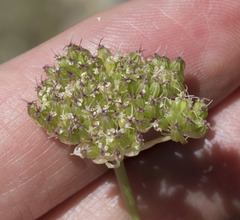 Perideridia parishii