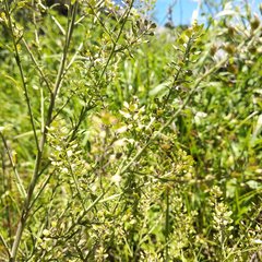 Lepidium schaffneri