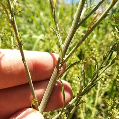 Lepidium schaffneri