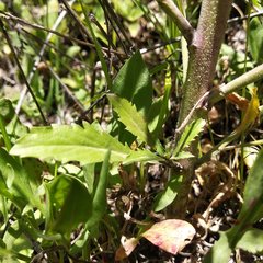 Lepidium schaffneri