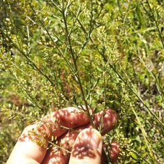 Lepidium schaffneri
