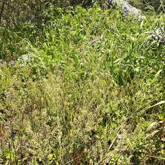Lepidium schaffneri
