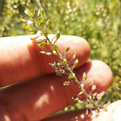Lepidium schaffneri