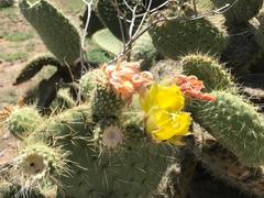 Opuntia leucotricha